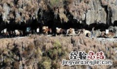 我国历史上的茶马古道位于中国什么地区 你了解了吗