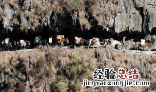 我国历史上的茶马古道位于中国什么地区 你了解了吗
