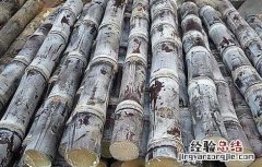 甘蔗的营养价值 甘蔗的营养价值和功效