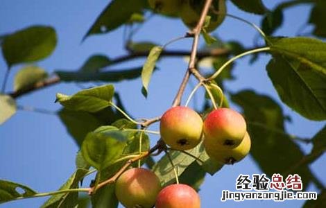 海棠果的功效与作用图片 海棠果的功效与作用
