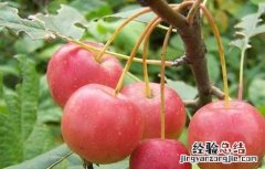 海棠果的功效与作用图片 海棠果的功效与作用
