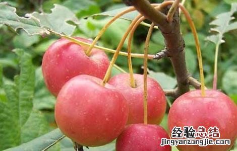 海棠果的功效与作用图片 海棠果的功效与作用