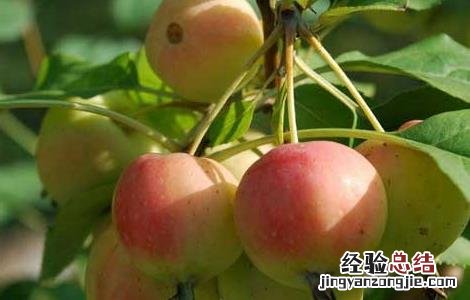 海棠果的功效与作用图片 海棠果的功效与作用