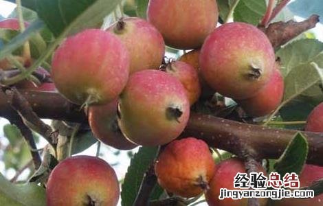 海棠果的功效与作用图片 海棠果的功效与作用