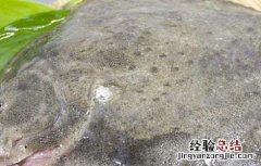 鲈鱼与多宝鱼的营养价值 多宝鱼的营养价值