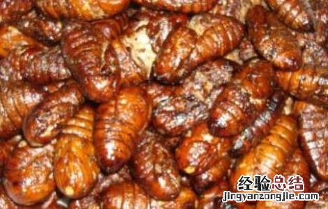 蚕蛹的功效与作用禁忌 蚕蛹的功效与作用