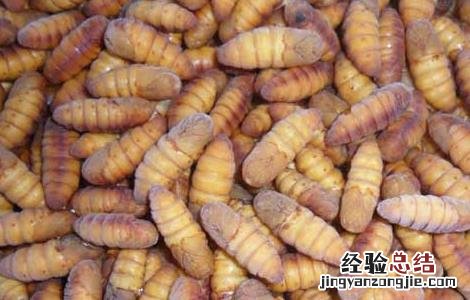 蚕蛹的功效与作用禁忌 蚕蛹的功效与作用
