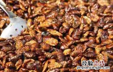 蚕蛹的功效与作用禁忌 蚕蛹的功效与作用