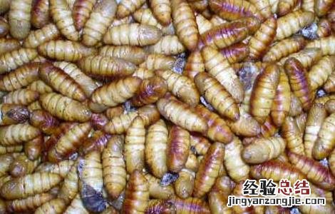 蚕蛹的功效与作用禁忌 蚕蛹的功效与作用
