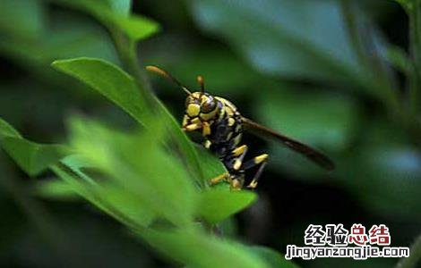 被牛角蜂蛰了怎么办 被牛角蜂蛰了怎么办的