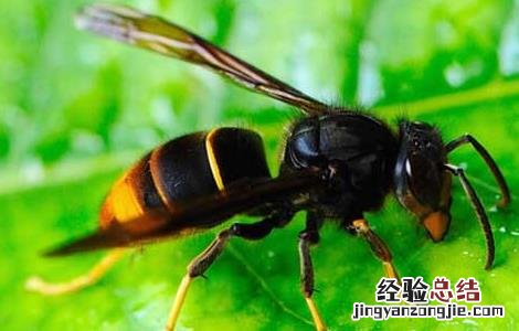 被牛角蜂蛰了怎么办 被牛角蜂蛰了怎么办的