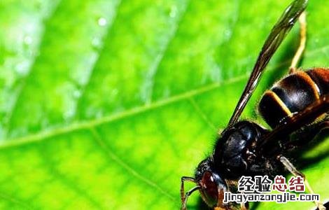 被牛角蜂蛰了怎么办 被牛角蜂蛰了怎么办的