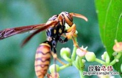 被牛角蜂蛰了怎么办 被牛角蜂蛰了怎么办的