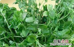 豌豆苗的营养价值高吗 豌豆苗的营养价值