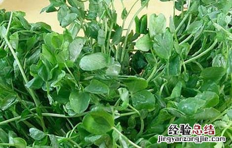 豌豆苗的营养价值高吗 豌豆苗的营养价值