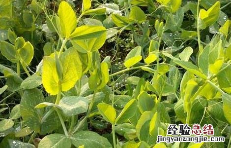 豌豆苗的营养价值高吗 豌豆苗的营养价值