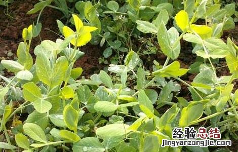 豌豆苗的营养价值高吗 豌豆苗的营养价值