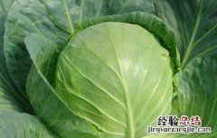 卷心菜的营养价值高吗 卷心菜的营养价值