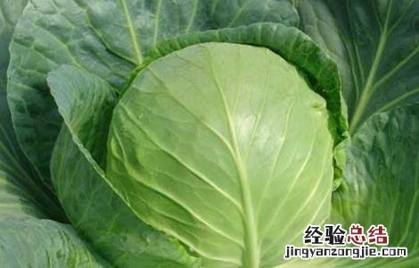 卷心菜的营养价值高吗 卷心菜的营养价值