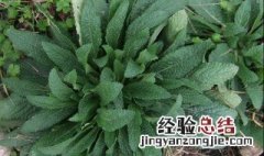 蛤蟆叶的功效与作用