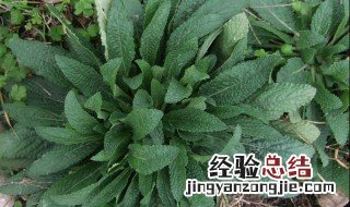 蛤蟆叶的功效与作用