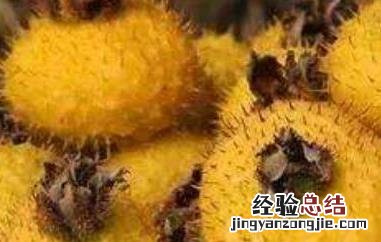 刺梨的功效与作用 刺梨的功效与作用 泡酒