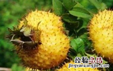 刺梨的功效与作用 刺梨的功效与作用 泡酒