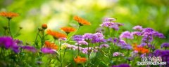 误入花丛中是什么意思 花深处我误入什么意思