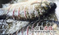 鲫鱼干怎么做好吃 鲫鱼干如何做好吃