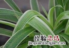 大叶吊兰的养殖方法和注意事项 大叶吊兰的养殖方法和注意事项有哪些