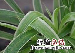 大叶吊兰的养殖方法和注意事项 大叶吊兰的养殖方法和注意事项有哪些