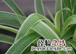 大叶吊兰的养殖方法和注意事项 大叶吊兰的养殖方法和注意事项有哪些