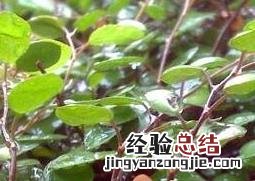千叶花的功效与作用图片 千叶花的功效与作用