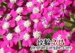 千叶花的功效与作用图片 千叶花的功效与作用