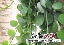 眼树莲的作用和副作用 树眼莲功效与作用