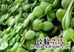 眼树莲的作用和副作用 树眼莲功效与作用