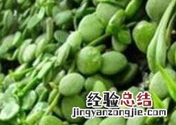 眼树莲的作用和副作用 树眼莲功效与作用