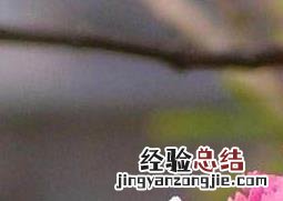 蛾蝶花有什么好处 蝴蝶花的作用
