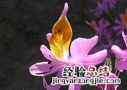蛾蝶花有什么好处 蝴蝶花的作用