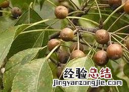 杜梨怎么养殖的 杜梨怎么养殖