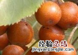 杜梨怎么养殖的 杜梨怎么养殖