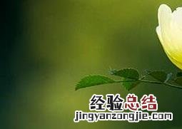 黄梅花的药用价值与功效与作用 黄梅花的药用价值与功效