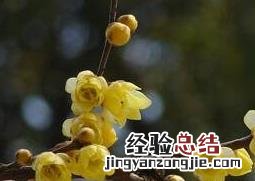 黄梅花的药用价值与功效与作用 黄梅花的药用价值与功效