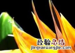 花开的最好看的植物 最漂亮的植物花