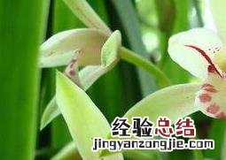 花开的最好看的植物 最漂亮的植物花