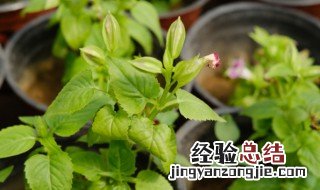 夏堇要怎么养 夏堇要怎么养才开花