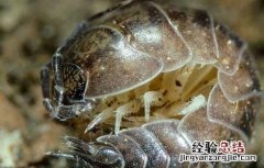 鼠妇怎么彻底消灭?控虫公司教你方法 鼠妇虫怎么彻底消灭