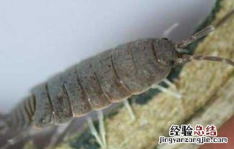 鼠妇怎么彻底消灭?控虫公司教你方法 鼠妇虫怎么彻底消灭