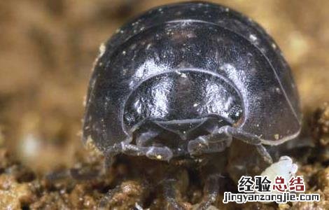 鼠妇怎么彻底消灭?控虫公司教你方法 鼠妇虫怎么彻底消灭