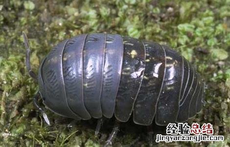 鼠妇怎么彻底消灭?控虫公司教你方法 鼠妇虫怎么彻底消灭